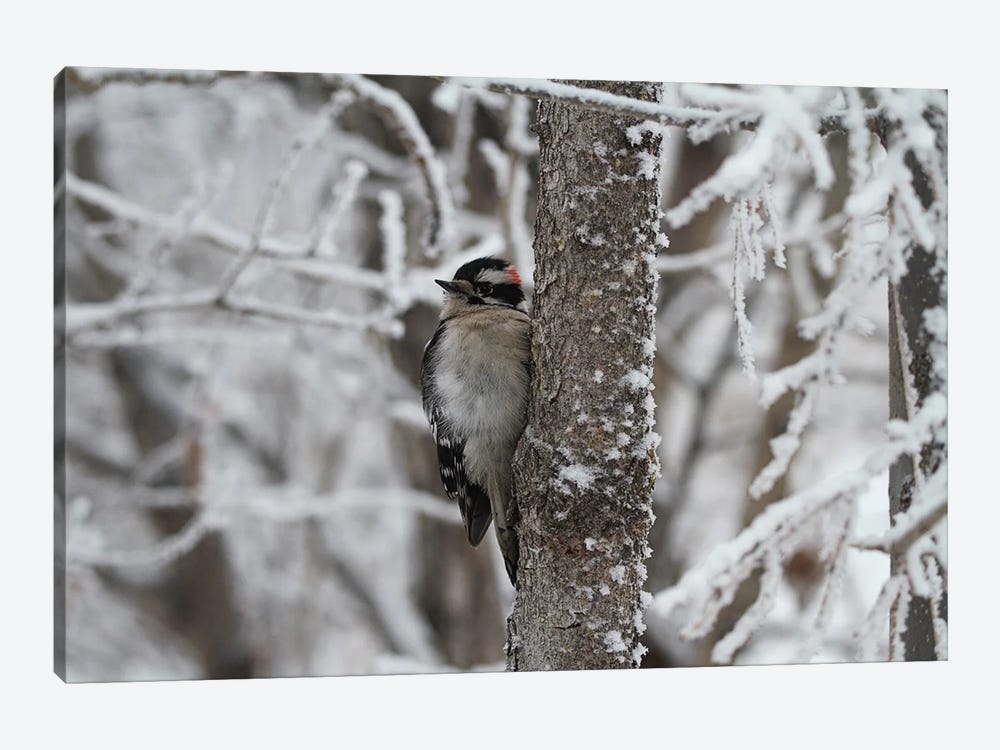 Downy Woodpecker  - Calgary, Alberta, Canada by Ramona Heiner 1-piece Canvas Artwork