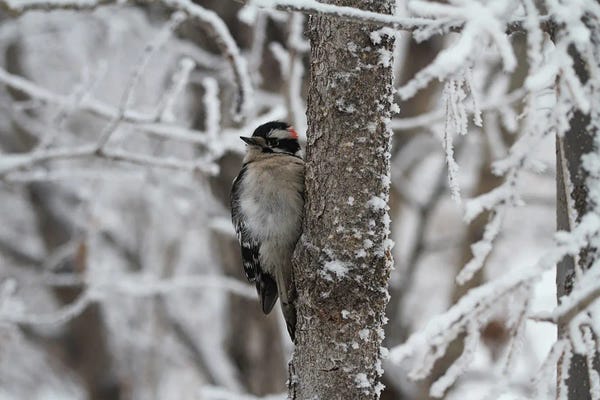 Ramona Heiner: Downy Woodpecker  - Calgary, Alberta, Canada by Ramona Heiner