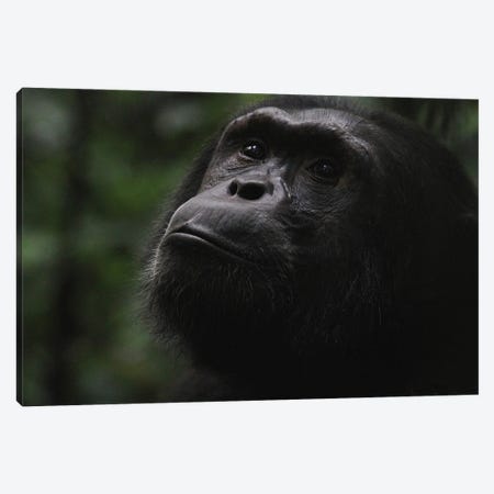 "Hope" - Eastern Chimpanzee  - Kibale Forest National Park, Uganda, Africa Canvas Print #RHR52} by Ramona Heiner Canvas Art Print
