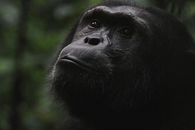 "Hope" - Eastern Chimpanzee  - Kibale Forest National Park, Uganda, Africa