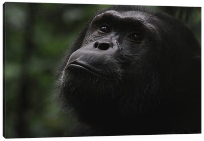 "Hope" - Eastern Chimpanzee  - Kibale Forest National Park, Uganda, Africa Canvas Art Print - Chimpanzee Art