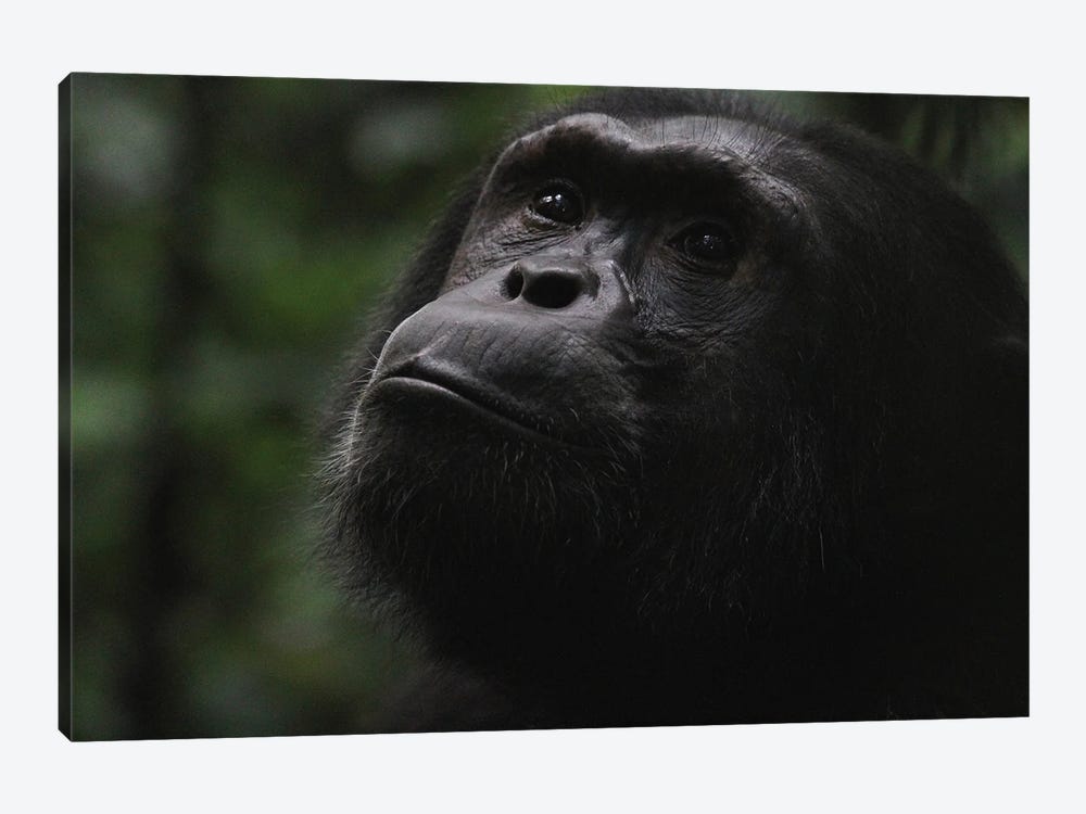 "Hope" - Eastern Chimpanzee  - Kibale Forest National Park, Uganda, Africa by Ramona Heiner 1-piece Canvas Art Print