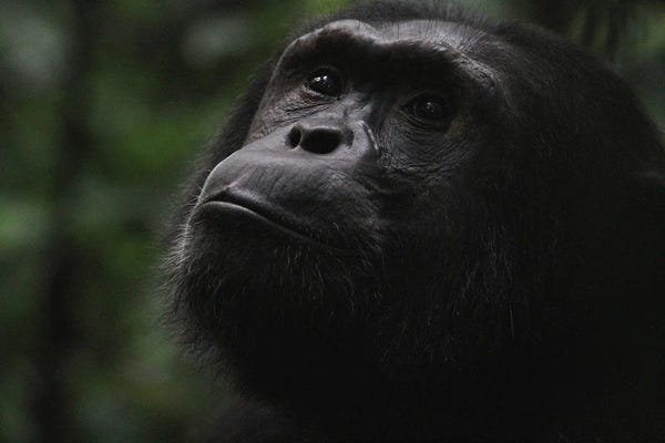Ramona Heiner: "Hope" - Eastern Chimpanzee  - Kibale Forest National Park, Uganda, Africa by Ramona Heiner