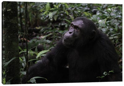 "Posing" - Eastern Chimpanzee  - Kibale Forest National Park, Uganda, Africa Canvas Art Print - Ramona Heiner