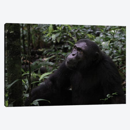 "Posing" - Eastern Chimpanzee  - Kibale Forest National Park, Uganda, Africa Canvas Print #RHR53} by Ramona Heiner Canvas Print