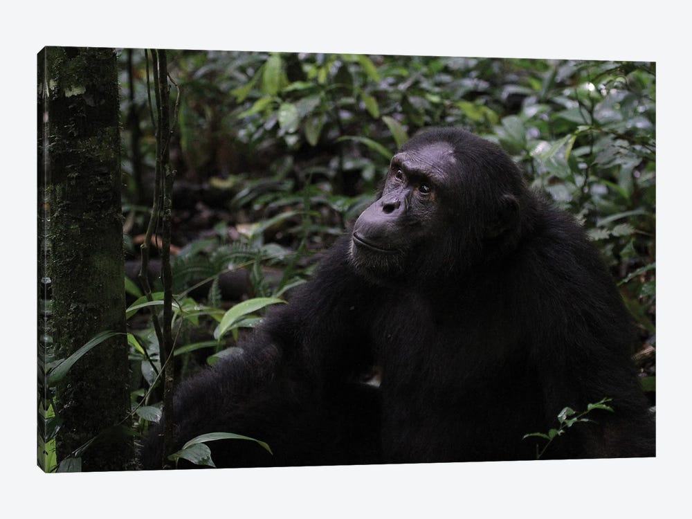 "Posing" - Eastern Chimpanzee  - Kibale Forest National Park, Uganda, Africa by Ramona Heiner 1-piece Canvas Art