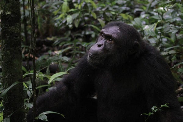 Chimpanzees: "Posing" - Eastern Chimpanzee  - Kibale Forest National Park, Uganda, Africa by Ramona Heiner