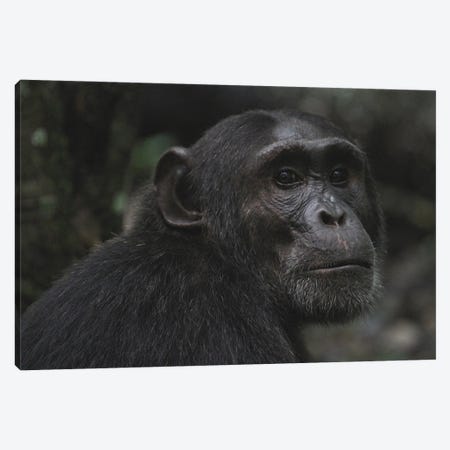 Eastern Chimpanzee  - Kibale Forest National Park, Uganda, Africa Canvas Print #RHR54} by Ramona Heiner Canvas Wall Art