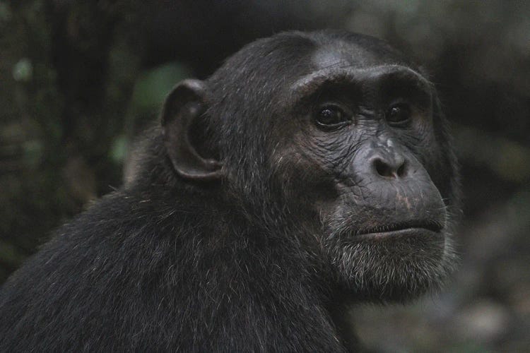 Eastern Chimpanzee  - Kibale Forest National Park, Uganda, Africa