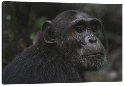 Eastern Chimpanzee  - Kibale Forest National Park, Uganda, Africa Canvas Art Print - Art by Native American & Indigenous Artists