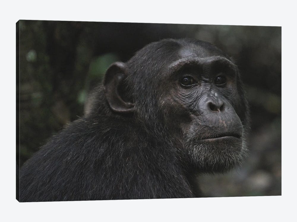Eastern Chimpanzee  - Kibale Forest National Park, Uganda, Africa by Ramona Heiner 1-piece Canvas Print