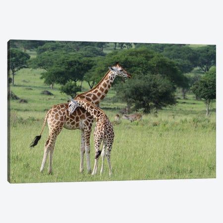 "A Shoulder To Lean On"- Rothschild's Giraffe  - Murchison Falls National Park,Uganda, Africa Canvas Print #RHR55} by Ramona Heiner Canvas Art