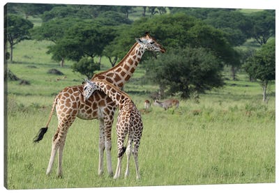 "A Shoulder To Lean On"- Rothschild's Giraffe  - Murchison Falls National Park,Uganda, Africa Canvas Art Print - Art by Native American & Indigenous Artists