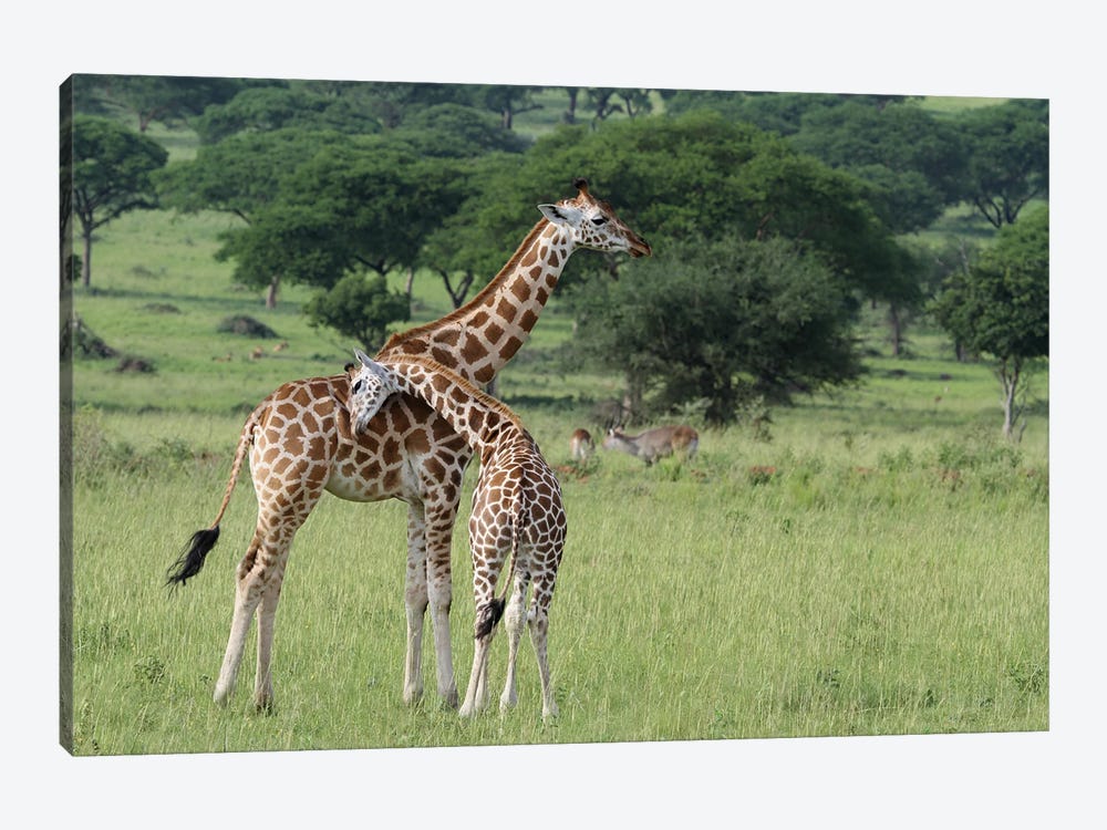"A Shoulder To Lean On"- Rothschild's Giraffe  - Murchison Falls National Park,Uganda, Africa by Ramona Heiner 1-piece Canvas Art