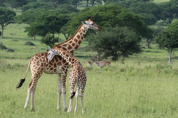 Ramona Heiner: "A Shoulder To Lean On"- Rothschild's Giraffe  - Murchison Falls National Park,Uganda, Africa by Ramona Heiner