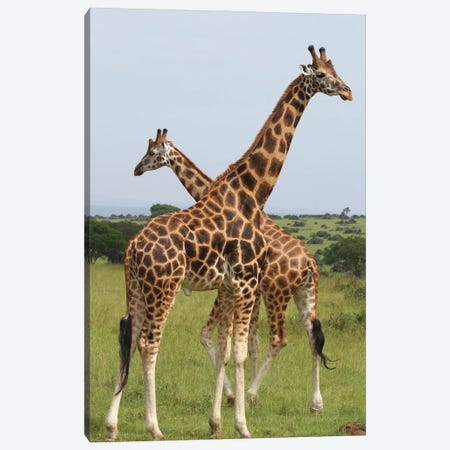 Rothschild's Giraffe  - Murchison Falls National Park, Uganda, Africa Canvas Print #RHR56} by Ramona Heiner Canvas Art