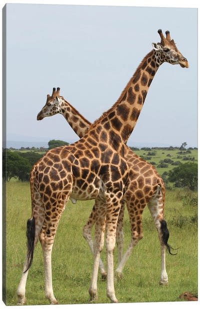 Rothschild's Giraffe  - Murchison Falls National Park, Uganda, Africa Canvas Art Print - Ramona Heiner