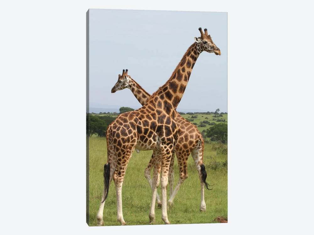 Rothschild's Giraffe  - Murchison Falls National Park, Uganda, Africa by Ramona Heiner 1-piece Canvas Print