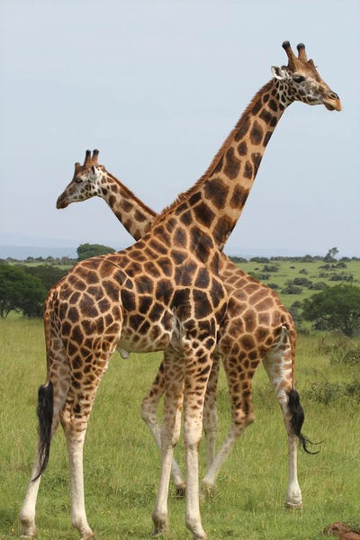 Ramona Heiner: Rothschild's Giraffe  - Murchison Falls National Park, Uganda, Africa by Ramona Heiner
