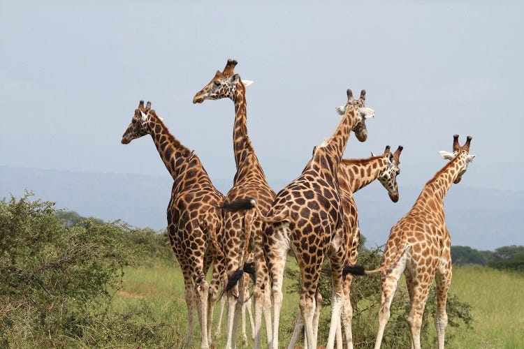 Giraffe's Squeeze And Walk Away-Rothschild's Giraffe  - Murchison Falls National Park, Uganda