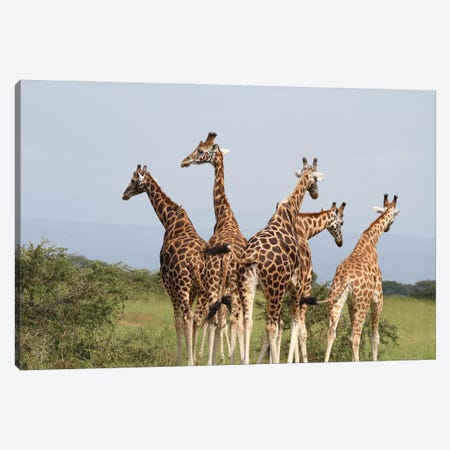 Giraffe's Squeeze And Walk Away-Rothschild's Giraffe  - Murchison Falls National Park, Uganda Canvas Print #RHR57} by Ramona Heiner Canvas Artwork