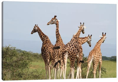 Giraffe's Squeeze And Walk Away-Rothschild's Giraffe  - Murchison Falls National Park, Uganda Canvas Art Print - Art by Native American & Indigenous Artists