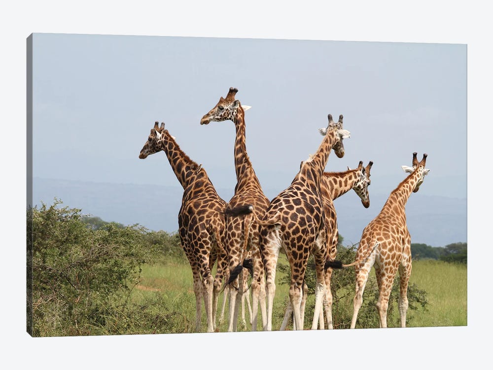 Giraffe's Squeeze And Walk Away-Rothschild's Giraffe  - Murchison Falls National Park, Uganda by Ramona Heiner 1-piece Canvas Wall Art