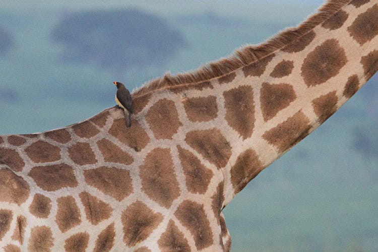 Yellow-Billed Oxpecker  At A Rothschild's Giraffe -Mf Np, Uganda, Africa