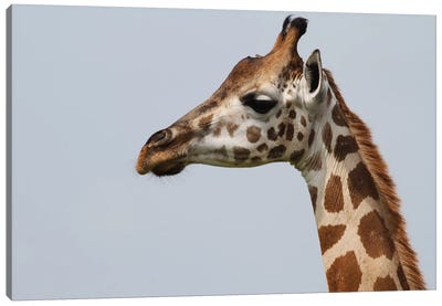 Rothschild's Giraffe  - Close-Up Of The Head - Murchison Falls National Park, Uganda, Africa Canvas Art Print - Ramona Heiner