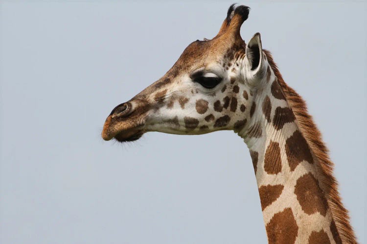 Rothschild's Giraffe  - Close-Up Of The Head - Murchison Falls National Park, Uganda, Africa