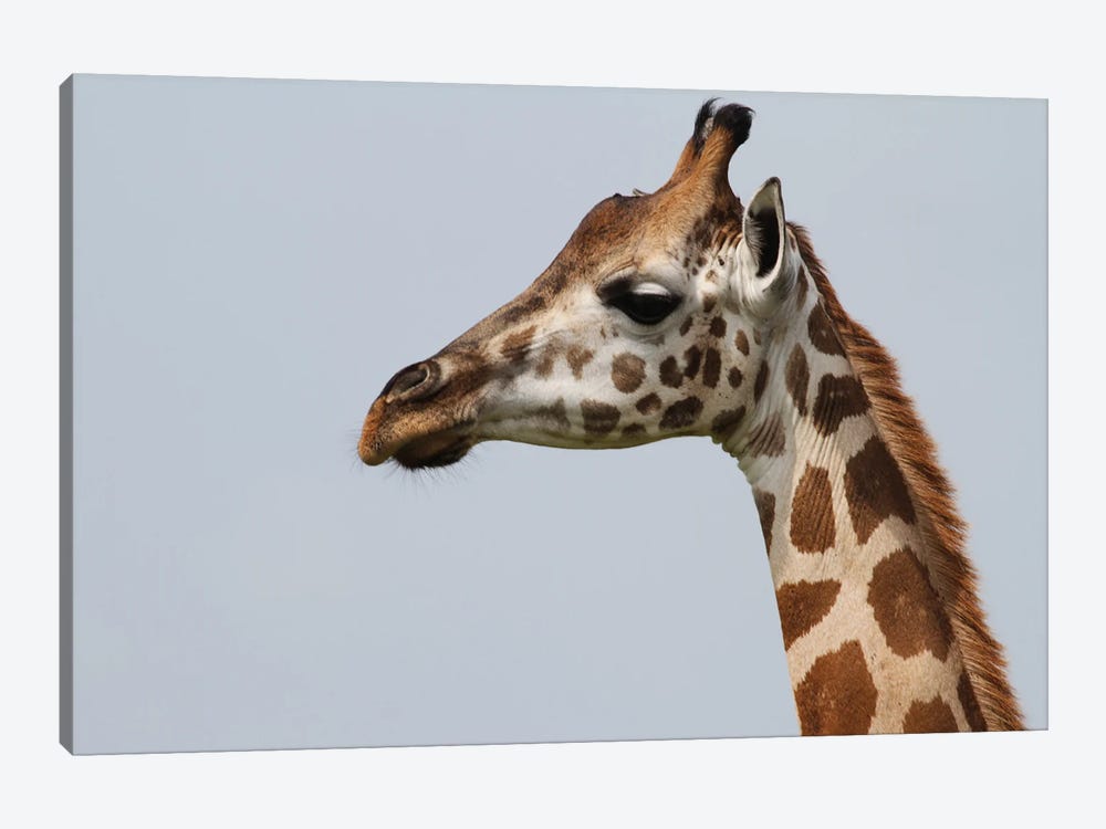 Rothschild's Giraffe  - Close-Up Of The Head - Murchison Falls National Park, Uganda, Africa by Ramona Heiner 1-piece Canvas Wall Art