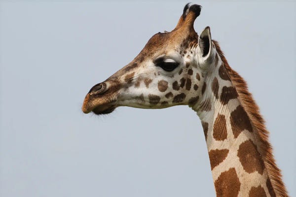Ramona Heiner: Rothschild's Giraffe  - Close-Up Of The Head - Murchison Falls National Park, Uganda, Africa by Ramona Heiner