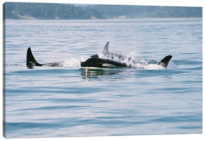 Killer Whales , Also Referred To As The Orca Whale Or Orca - Female Whale And Calf - B.C.,Canada Canvas Art Print - Ramona Heiner