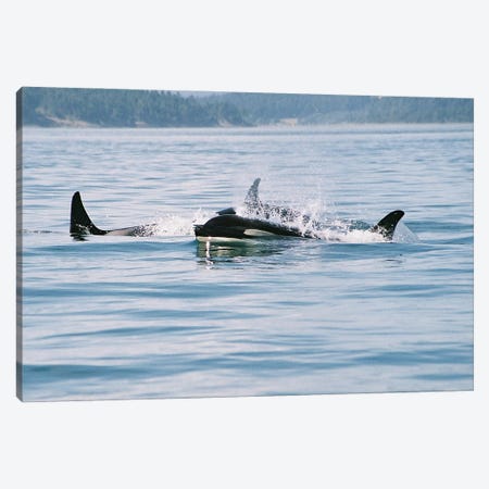 Killer Whales , Also Referred To As The Orca Whale Or Orca - Female Whale And Calf - B.C.,Canada Canvas Print #RHR60} by Ramona Heiner Canvas Artwork