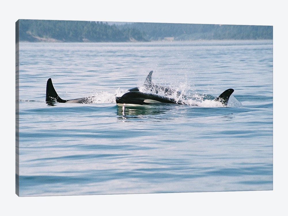Killer Whales , Also Referred To As The Orca Whale Or Orca - Female Whale And Calf - B.C.,Canada by Ramona Heiner 1-piece Canvas Wall Art