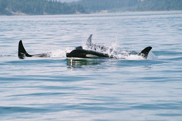 Orcas: Killer Whales , Also Referred To As The Orca Whale Or Orca - Female Whale And Calf - B.C.,Canada by Ramona Heiner