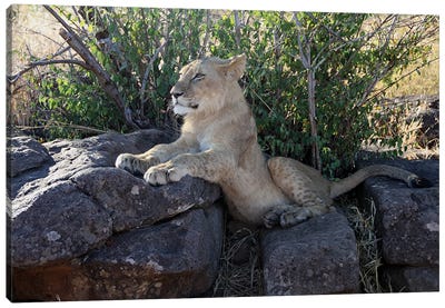 "Pride"-African Lion  - Lion Cub - Victoria Falls, Victoria Falls National Park, Zimbabwe, Southern Africa Canvas Art Print - Ramona Heiner