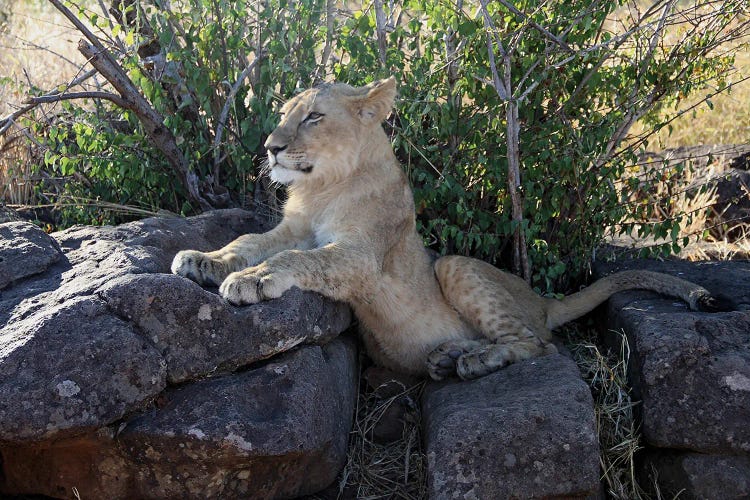 "Pride"-African Lion  - Lion Cub - Victoria Falls, Victoria Falls National Park, Zimbabwe, Southern Africa by Ramona Heiner wall art