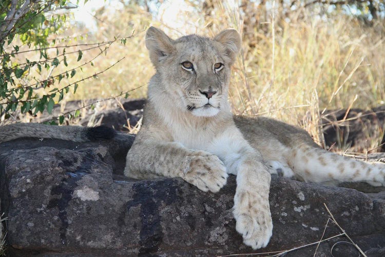 "Dreamer" - African Lion  - Lion Cub - Victoria Falls, Victoria Falls National Park, Zimbabwe, Southern Africa by Ramona Heiner wall art