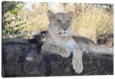 "Dreamer" - African Lion  - Lion Cub - Victoria Falls, Victoria Falls National Park, Zimbabwe, Southern Africa Canvas Art Print - Zimbabwe