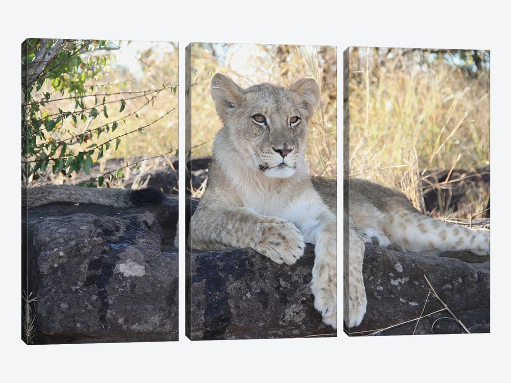 "Dreamer" - African Lion  - Lion Cub - Victoria Falls, Victoria Falls National Park, Zimbabwe, Southern Africa by Ramona Heiner 3-piece Canvas Wall Art