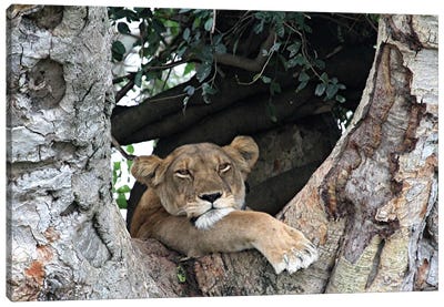 "Tree-Lookout" - African Lion  - Ishasha Sector In The Queen Elizabeth National Park In Uganda, East Africa Canvas Art Print - Art by Native American & Indigenous Artists