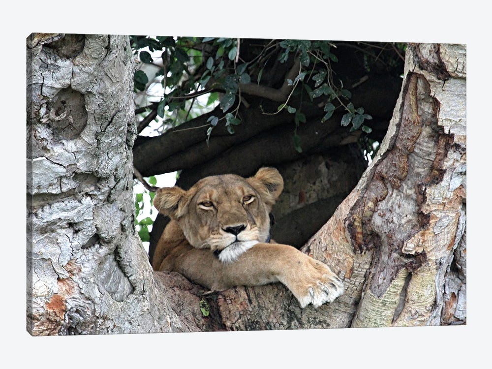 "Tree-Lookout" - African Lion  - Ishasha Sector In The Queen Elizabeth National Park In Uganda, East Africa by Ramona Heiner 1-piece Canvas Print
