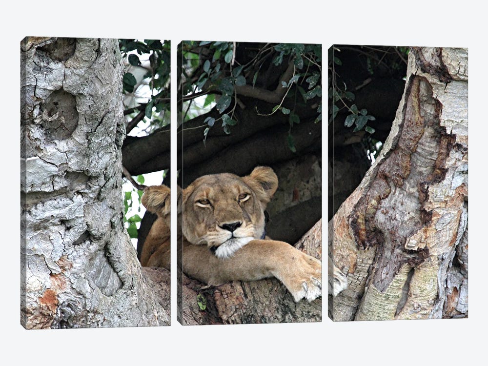 "Tree-Lookout" - African Lion  - Ishasha Sector In The Queen Elizabeth National Park In Uganda, East Africa by Ramona Heiner 3-piece Canvas Print