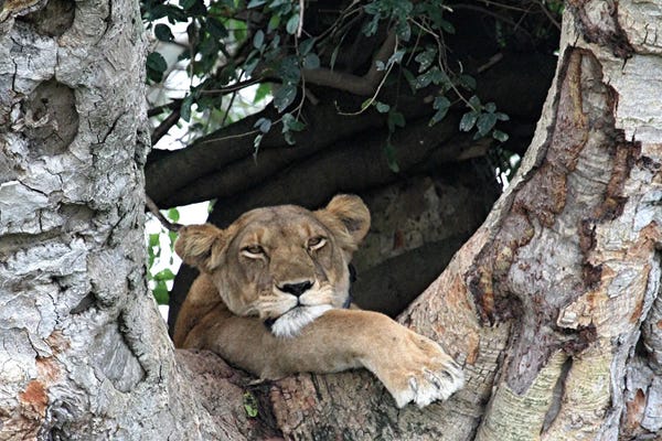 Ramona Heiner: "Tree-Lookout" - African Lion  - Ishasha Sector In The Queen Elizabeth National Park In Uganda, East Africa by Ramona Heiner