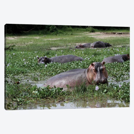 "Sun Bathing"- Common Hippopotamus , Or Hippo - Murchison Falls, Mf National Park, Uganda, East Africa Canvas Print #RHR64} by Ramona Heiner Canvas Art Print