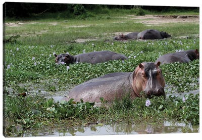 "Sun Bathing"- Common Hippopotamus , Or Hippo - Murchison Falls, Mf National Park, Uganda, East Africa Canvas Art Print - Marsh & Swamp Art