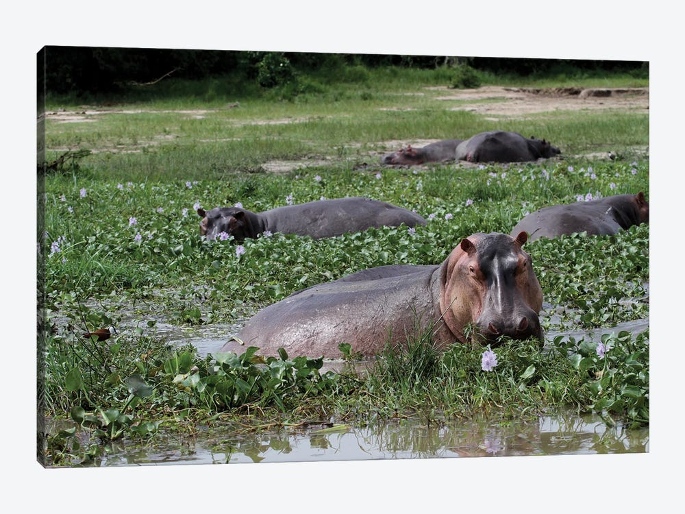 "Sun Bathing"- Common Hippopotamus , Or Hippo - Murchison Falls, Mf National Park, Uganda, East Africa by Ramona Heiner 1-piece Canvas Wall Art