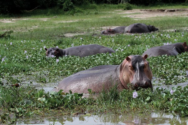 Hippopotamuses: "Sun Bathing"- Common Hippopotamus , Or Hippo - Murchison Falls, Mf National Park, Uganda, East Africa by Ramona Heiner