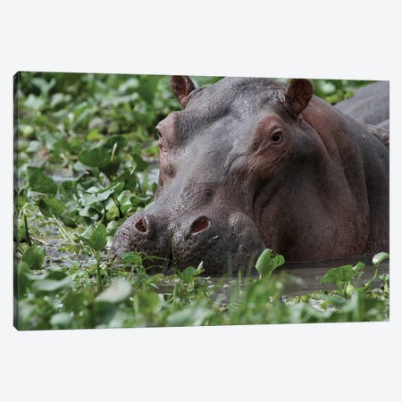 Common Hippopotamus , Or Hippo - Close-Up - Murchison Falls, Mf National Park, Uganda, East Africa Canvas Print #RHR65} by Ramona Heiner Canvas Print